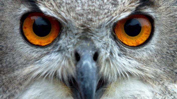 Augen eines Uhus | Bildquelle: dpa/Marijan Murat Augen eines Uhus