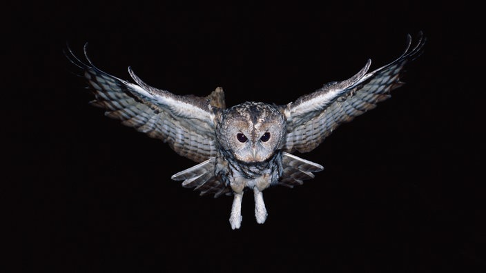 Fliegender Waldkauz bei Nacht | Bildquelle: WDR/creativ collection Fliegender Waldkauz bei Nacht