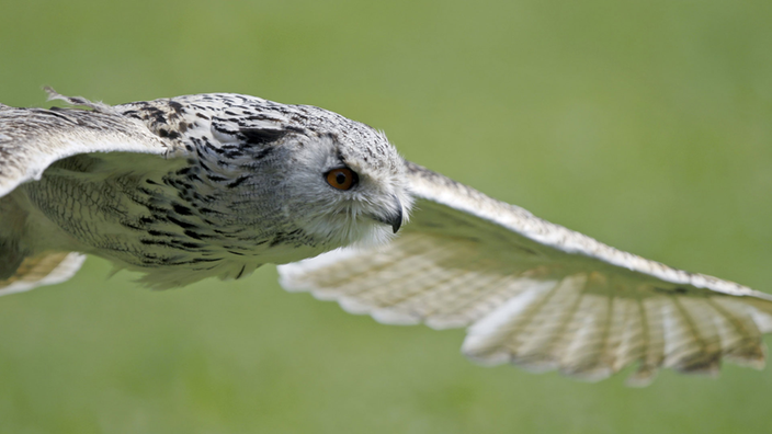 Eine Eule von der Seite im Flug