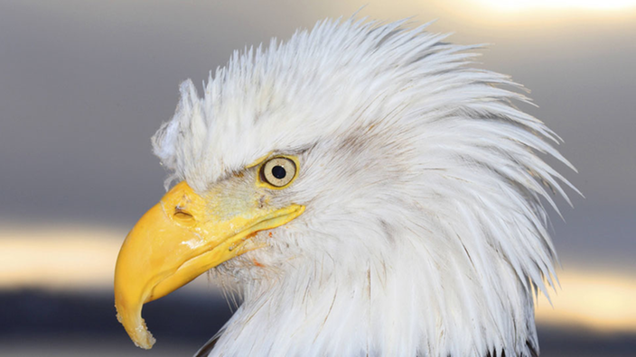 ein Weißkopfseeadler im Profil.