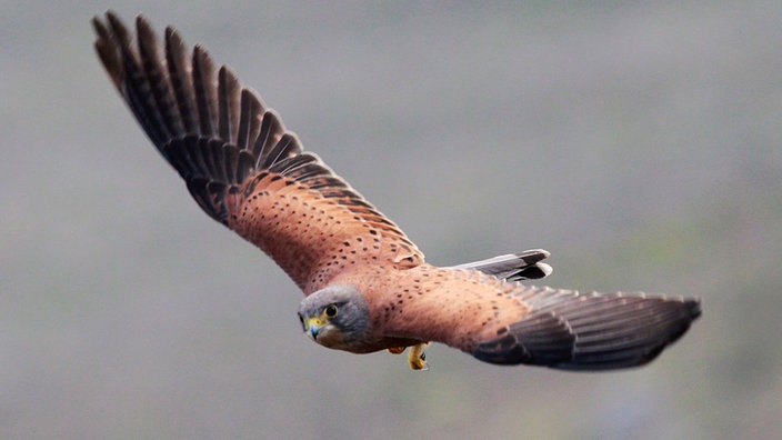 Ein Turmfalke im Flug | Bildquelle: dpa/Nic Bothma Ein Turmfalke im Flug