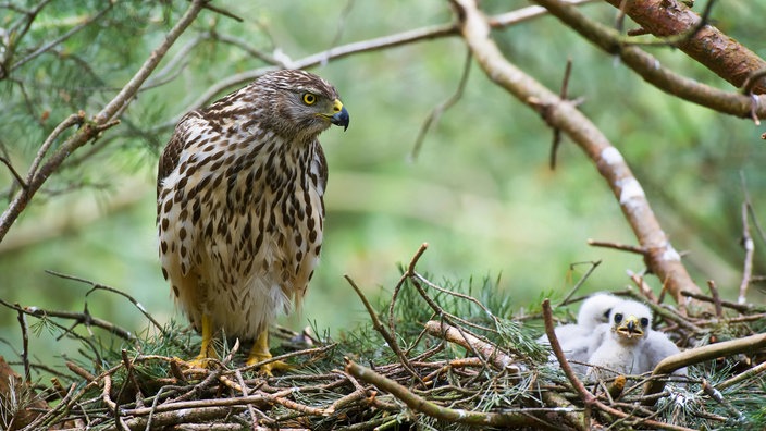 Habicht mit zwei Jungvöglen im Nest | Bildquelle: WDR/dpa/blickwinkel/D. Mahlke Habicht mit zwei Jungvöglen im Nest