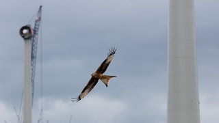 Ein Rotmilan fliegt zwischen zwei Windrädern, die gerade fertig gestellt werden.