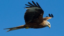 Ein Rotmilan fliegt mit ausgebreiteten Flügeln vor blauem Himmel.