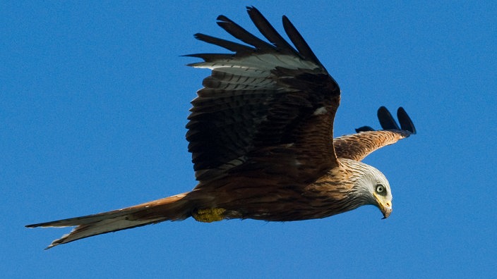 Ein Rotmilan fliegt mit ausgebreiteten Flügeln vor blauem Himmel.