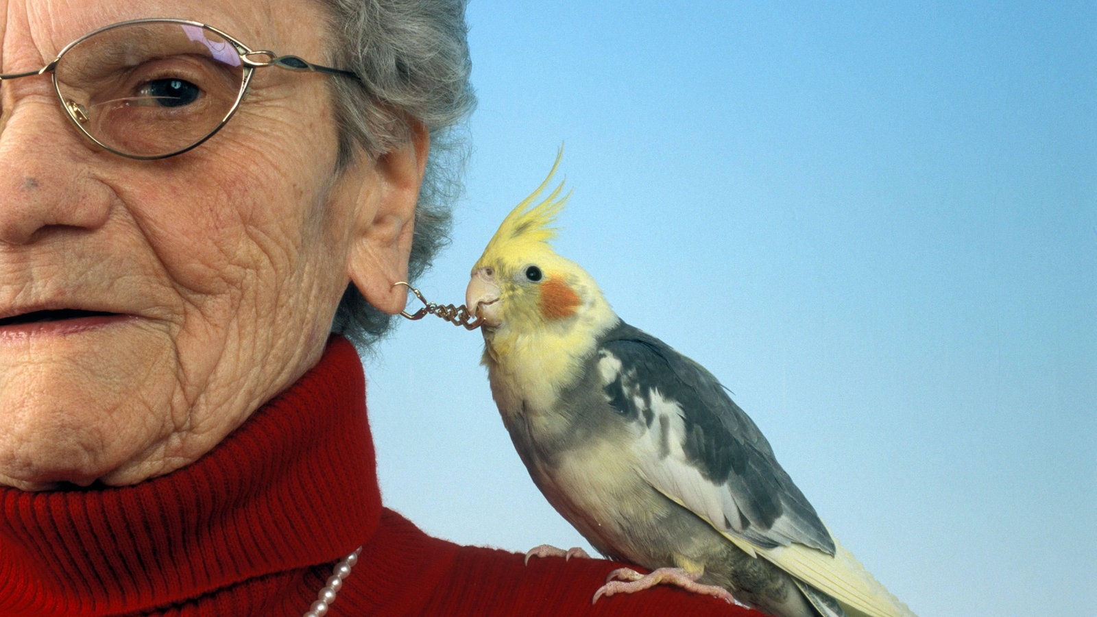 Papageien: Haltung und Pflege - Voegel - Natur - Planet Wissen