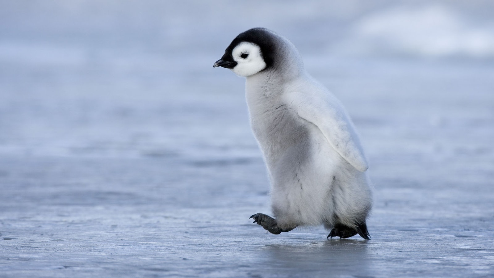 Vögel: Pinguine - Voegel - Natur - Planet Wissen