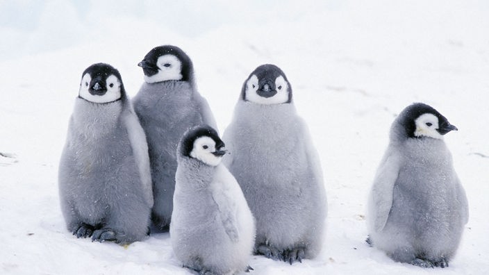 Eine Gruppe junger Kaiserpinguine mit ihrem typischen grauen Daunenkleid steht auf dem Eis.