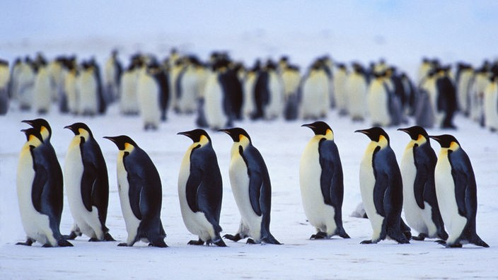 Kaiserpinguine stehen aufgereiht in der antarktischen Kälte.