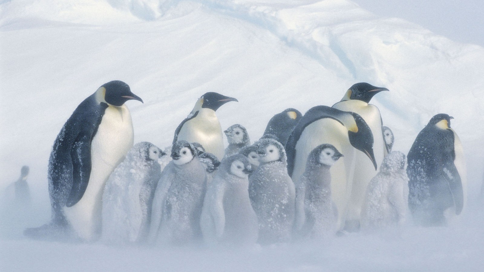 Pinguine Arktis