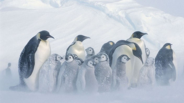 Eine Gruppe junger Kaiserpinguinküken mit grauem Flaum steht in eisigem Wind dicht mit einigen Elterntieren zusammen.