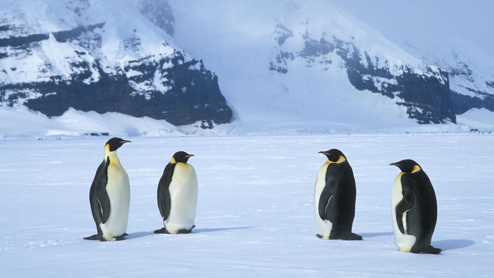 Pinguine Kaiserpinguine Voegel Natur Planet Wissen