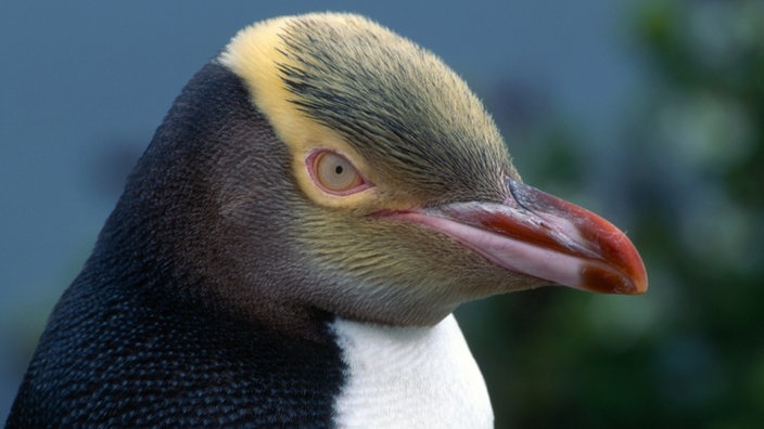 Nahaufnahme: Der Kopf eines Gelbbauchpinguins. | Bildquelle: Mauritius/ImageBroker Nahaufnahme: Der Kopf eines Gelbbauchpinguins.