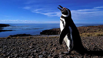 Ein einzelner Magellanpinguin steht rufend in einer weiten steinigen Landschaft mit dem Meer in Hintergrund.