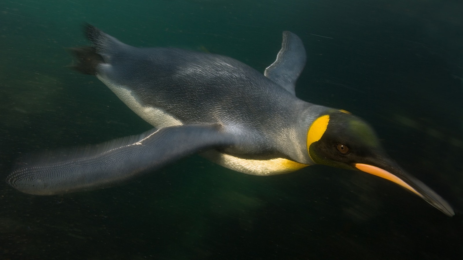 https://www.planet-wissen.de/natur/voegel/pinguine/tempxpinguintauchengjpg100~_v-gseagaleriexl.jpg