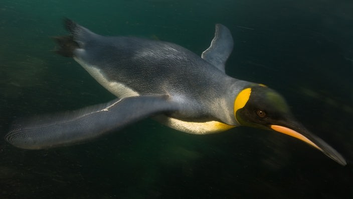 Königspinguin taucht in dunklem Wasser, seine Flügel sind wie zum Flug ausgestreckt. 