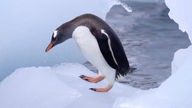 Ein Pinguin steht auf Eis