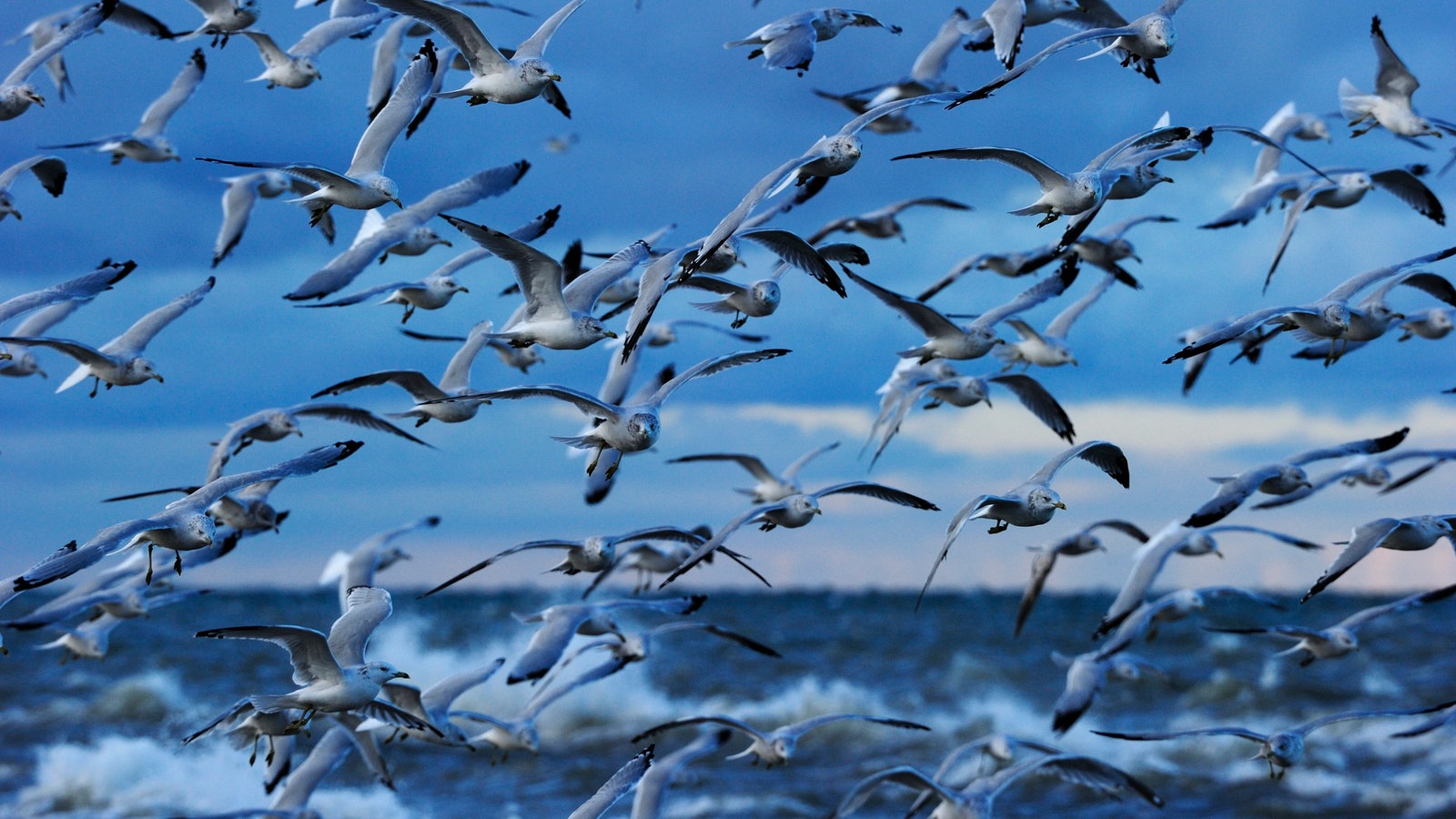 AZ Vögel Voegel Natur Wissen