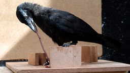 Eine Krähe benutzt ein Stöckchen, um Futter aus einem Hohlraum zu erlangen