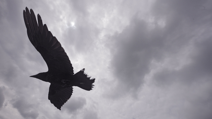Fliegender Rabe am grauen Himmel | Bildquelle: Mauritius Fliegender Rabe am grauen Himmel