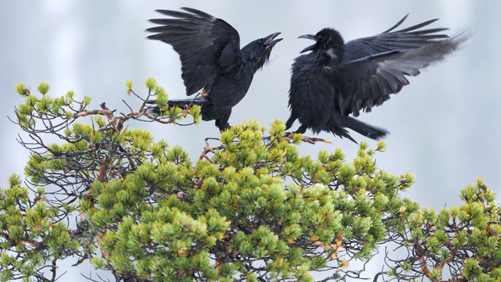 Zwei Raben streiten sich mit ausgestreckten Flügeln und offenen Schnäbeln auf einem Baum