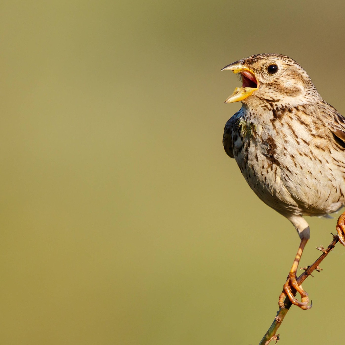 Vogel Singvogel Voegel Natur Planet Wissen