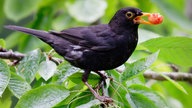 Amsel mit einer Kirsche im Schnabel