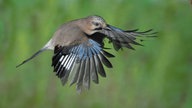 Eichelhäher im Flug 