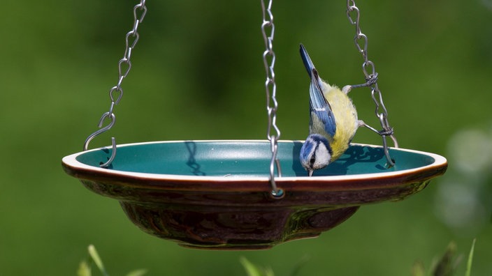 Blaumeise trinkt aus einer hängenden Vogeltränke | Bildquelle: Alamy / WDR Mauritius Images Blaumeise trinkt aus einer hängenden Vogeltränke