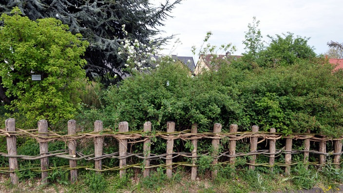 Wildstrauchhecke mit Bibernellrosen und einem Holzzaun | Bildquelle: Möllenberg, Holger / WDR Wildstrauchhecke mit Bibernellrosen und einem Holzzaun