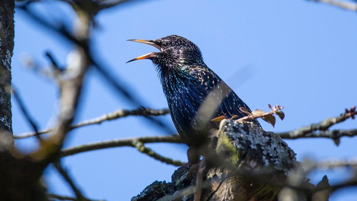 Ein Star sitzt zwischen Zweigen | Bildquelle: mauritius images Ein Star sitzt zwischen Zweigen