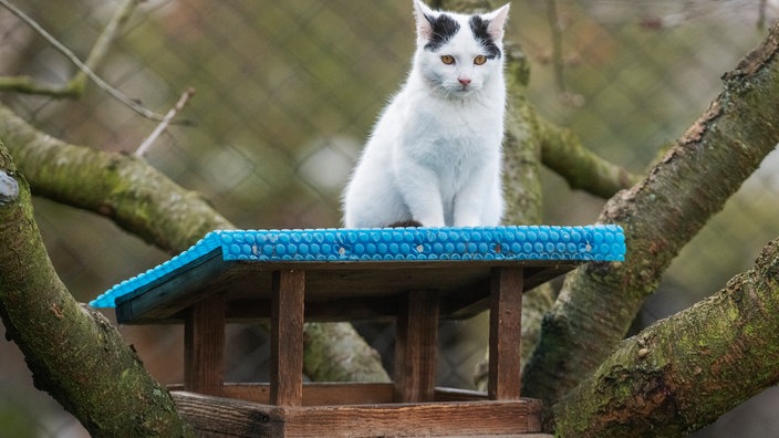 Katze sitzt auf einem Futterhäuschen