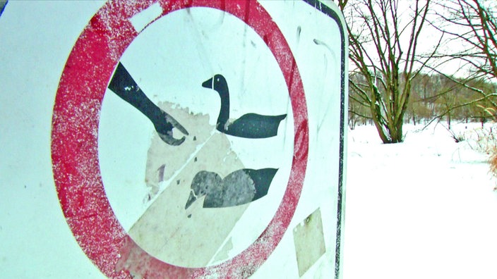 Enten füttern verboten | Bildquelle: BR Enten füttern verboten