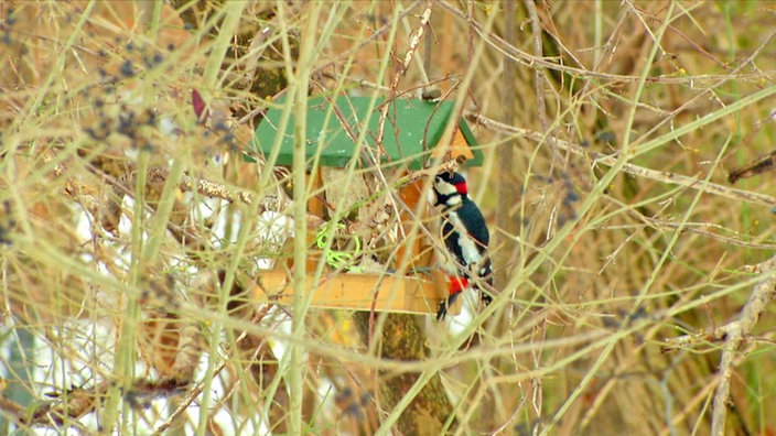 Vogelhäuschen | Bildquelle: BR Vogelhäuschen
