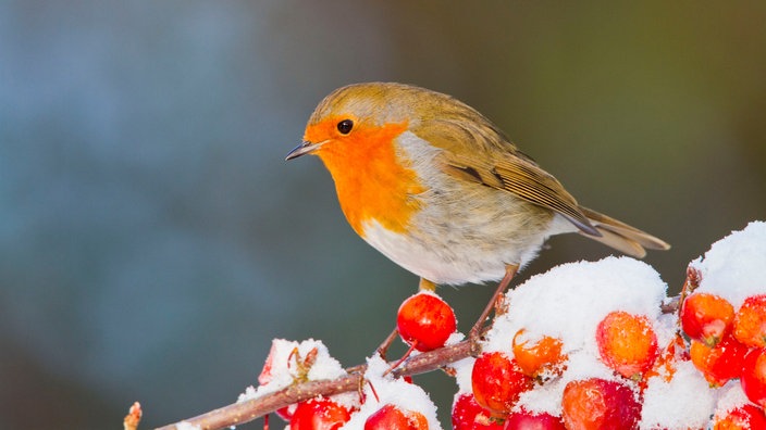 Rotkehlchen im Winter | Bildquelle: imago stock Rotkehlchen im Winter