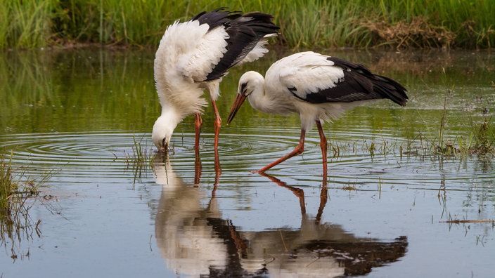 Störche waten im Schilf