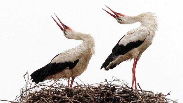 Ein Storchenpärchen: Beide Vögel haben die Köpfe nach hinten gelegt und klappern mit den Schnäbeln. | Bildquelle: dpa/Nestor Bachmann Ein Storchenpärchen: Beide Vögel haben die Köpfe nach hinten gelegt und klappern mit den Schnäbeln.