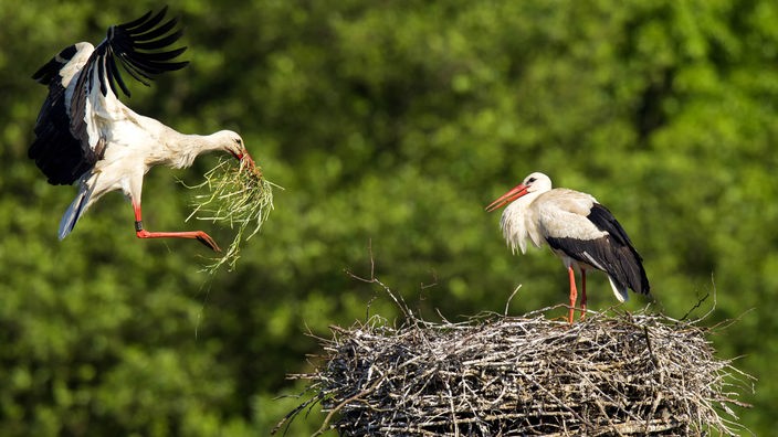 Ein Storch im Nest, einer fliegt mit Material heran