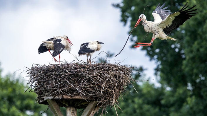 Jungstörche im Nest,  Elternteil fliegt heran