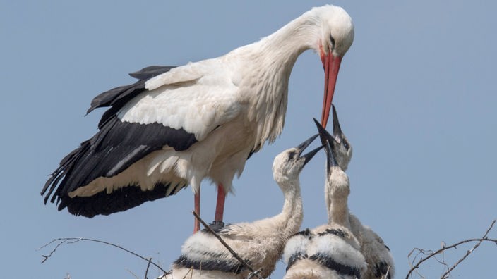 Ein Storch füttert drei Jungtiere