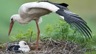Storch mit Jungem im Nest