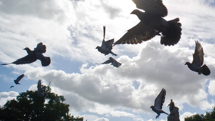 Tauben fliegen über ein Kriegerdenkmal hinweg.