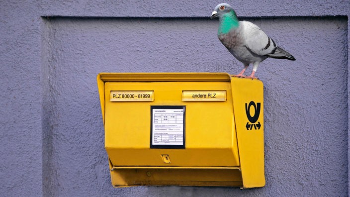 Eine Taube sitzt auf einem Briefkasten