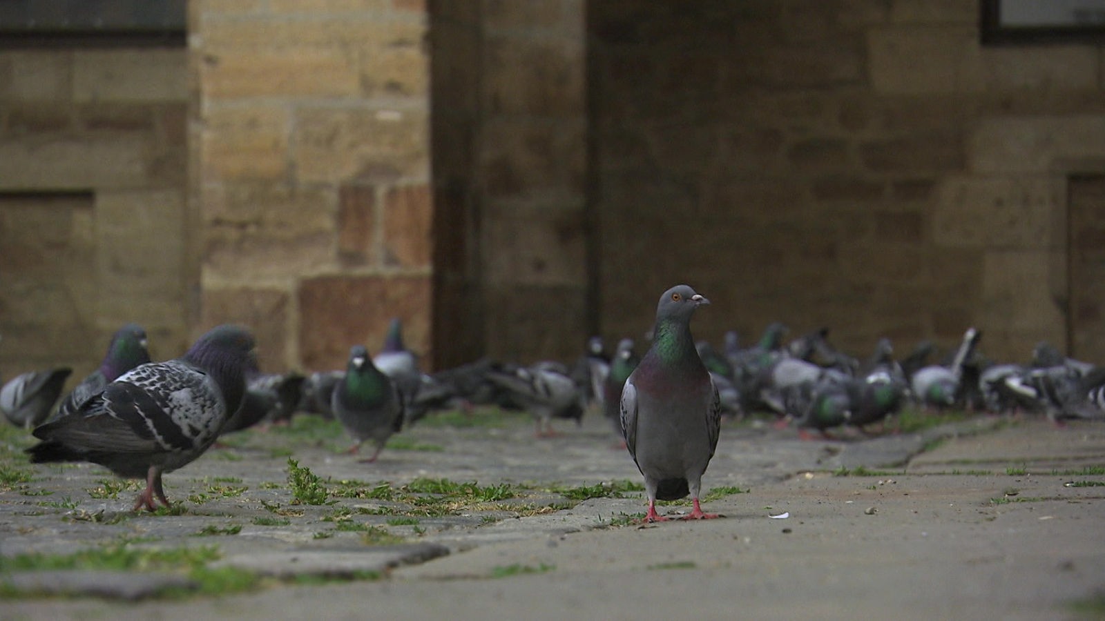 Screenshot aus dem Film "Wie Tauben und Menschen zusammenleben können"