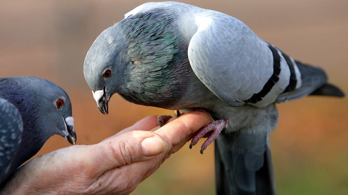 Eine Hand füttert Tauben