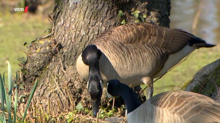 Screenshot aus dem Film "Kanadagänse am Dortmunder Phönixsee"