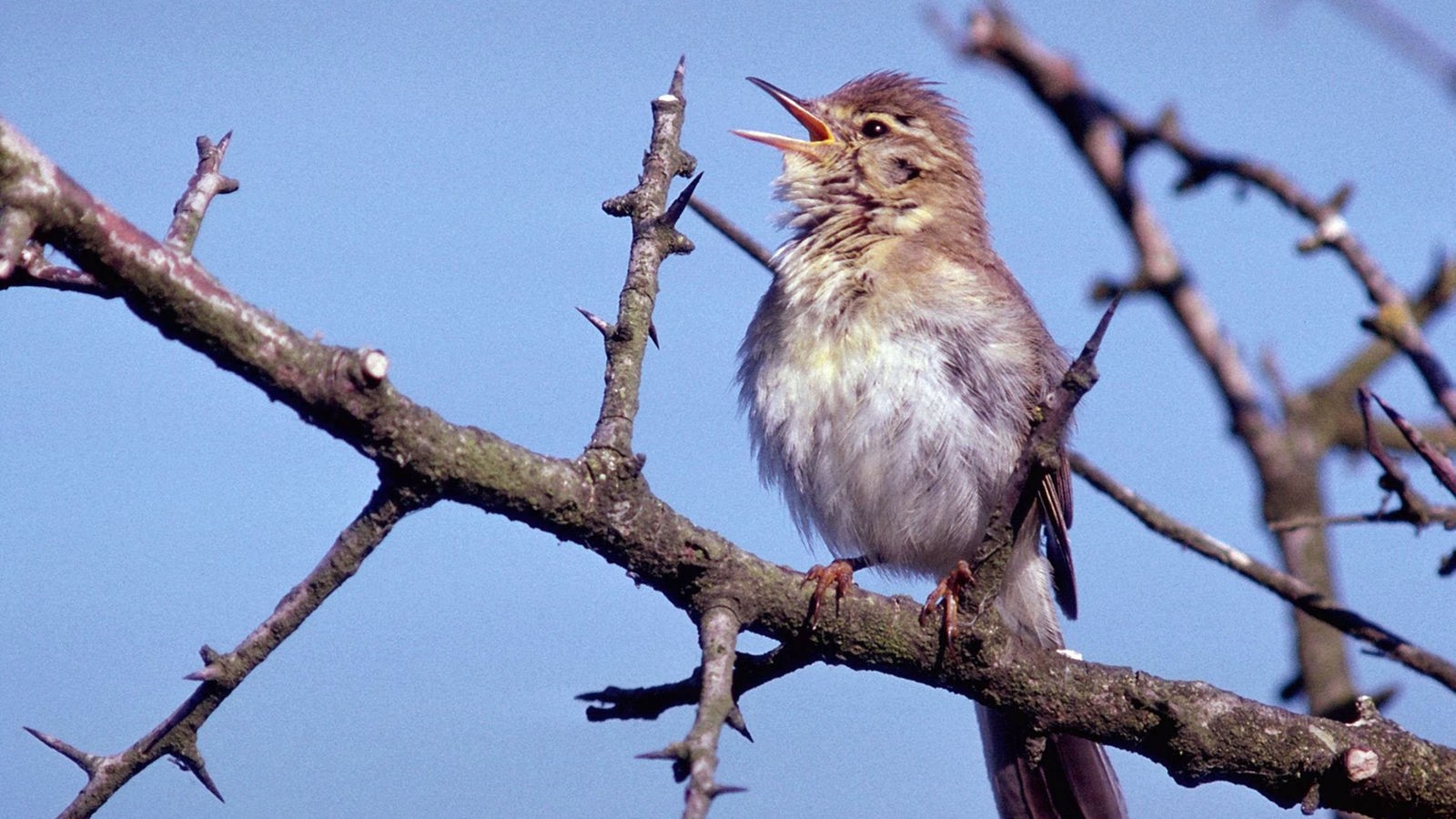 Vögel: Zugvögel - Voegel - Natur - Planet Wissen