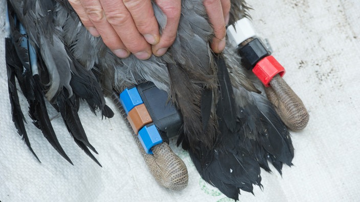 Vogelbein mit GPS-Sender | Bildquelle: dpa/Stefan Sauer Vogelbein mit GPS-Sender