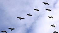 Mehrere Vögel fliegen V-förmig hintereinander am Himmel