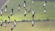 Luftbild: Ein Schwarm Kraniche überfliegt Zarrentin in Mecklenburg-Vorpommern.